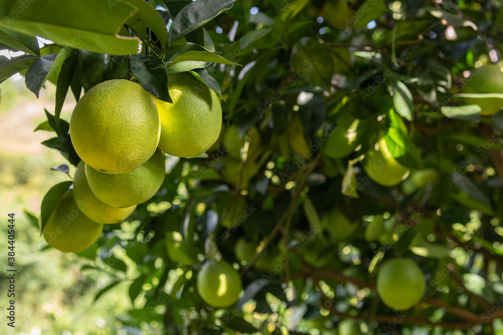 Close-up of unripe Newhall navel oranges in the orchard