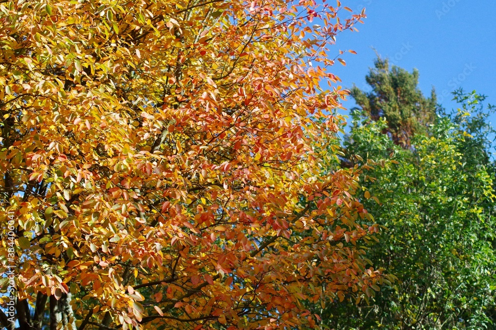 Herbstliche Felsenbirne Herbstliche Felsenbirne