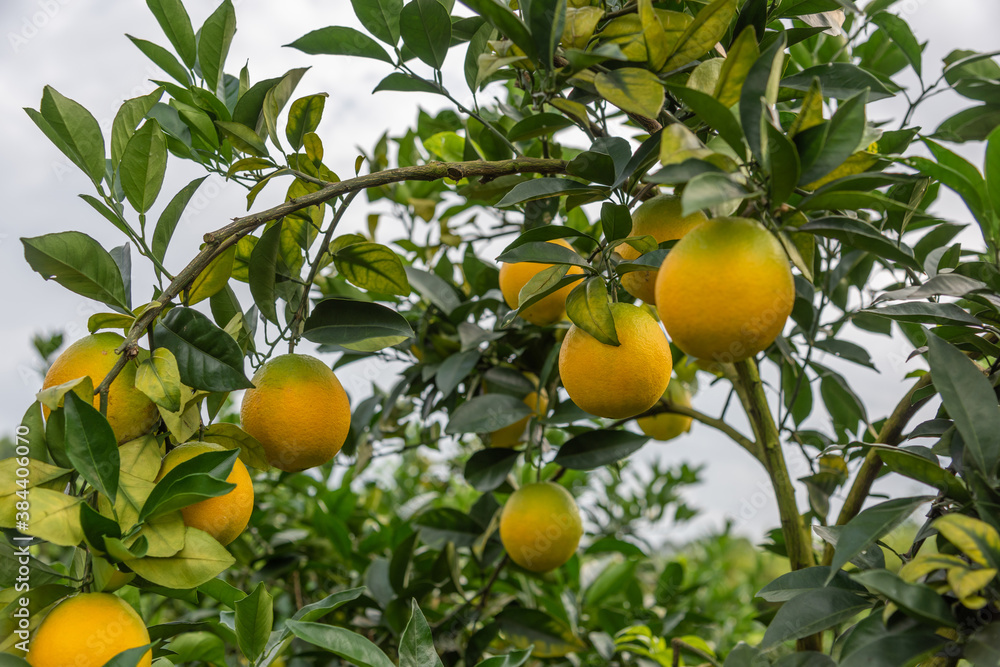 Newhall navel oranges ripening on the tree