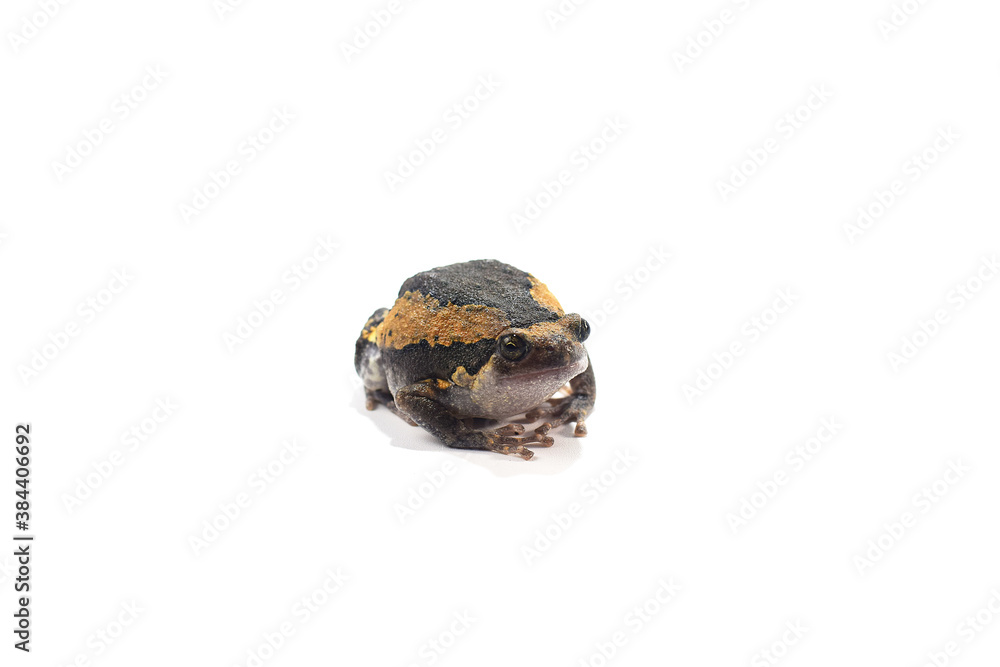 bullfrog isolated on white background bullfrog isolated on white background