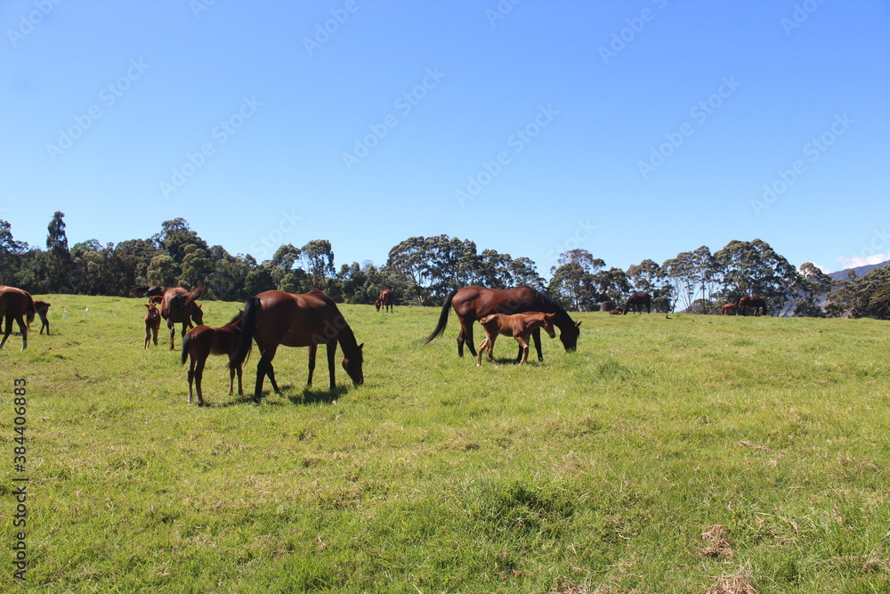 horses on the meadow