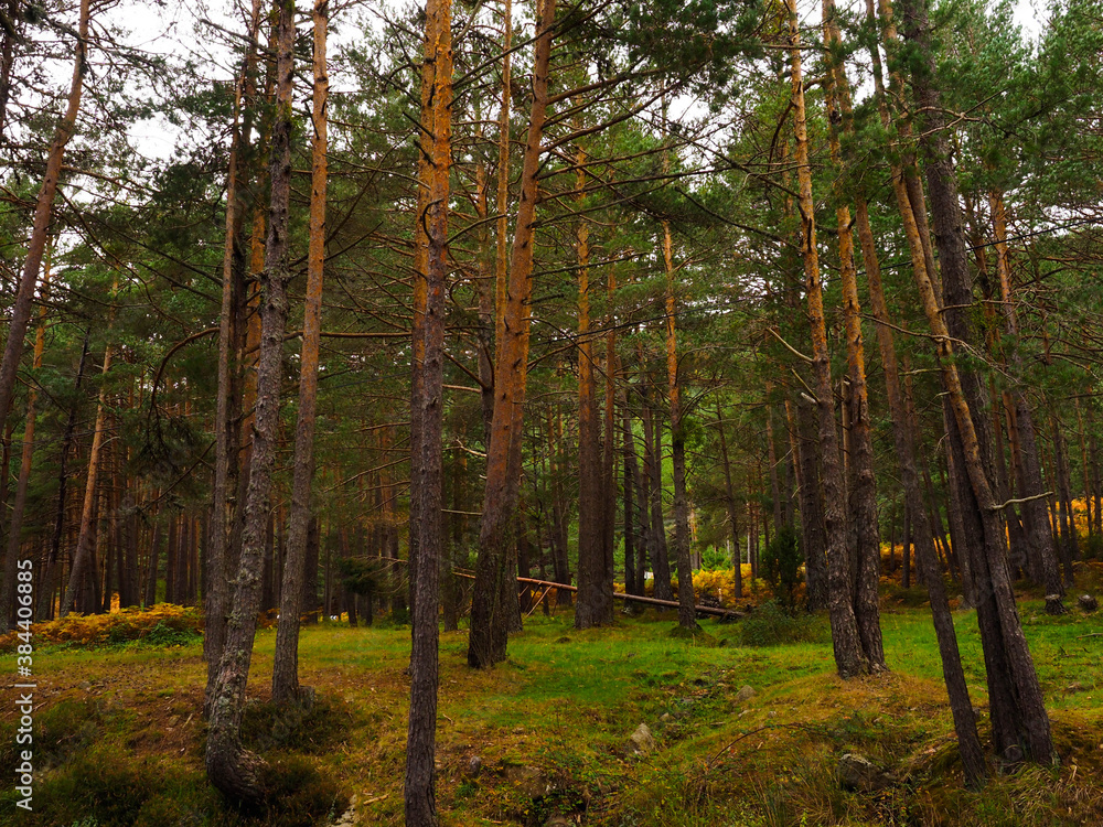 Fototapeta premium Forest of pine trees in Burgos