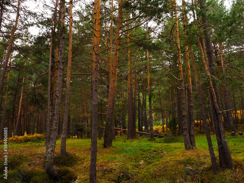 Fototapeta Naklejka Na Ścianę i Meble -  Forest of pine trees in Burgos
