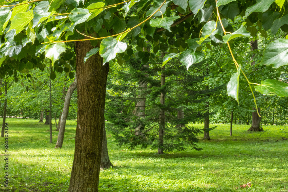 beautiful, natural,green trees,plants,grass during the day in the Park in summer beautiful, natural,green trees,plants,grass during the day in the Park in summer