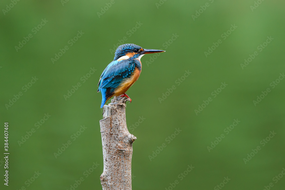 Common Kingfisher (Alcedo atthis) on a branch Common Kingfisher (Alcedo atthis) on a branch