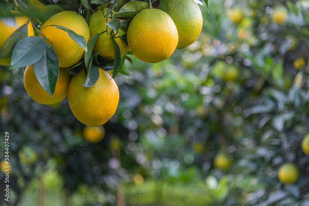 Close up of Newhall navel oranges ready to ripen in the plantation.