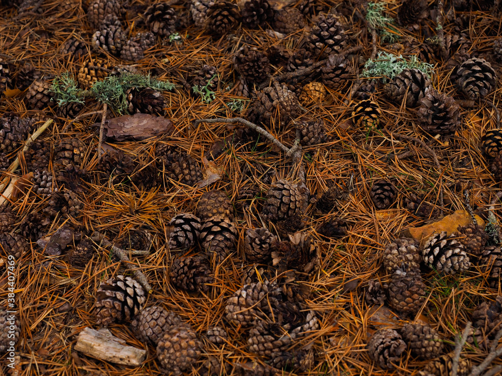 some pinecones lying in the forest some pinecones lying in the forest