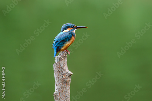 Common Kingfisher (Alcedo atthis) on a branch