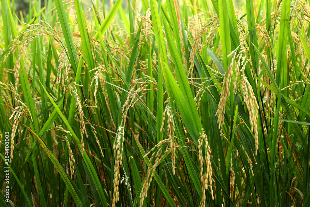 Obraz premium The rice whole grain