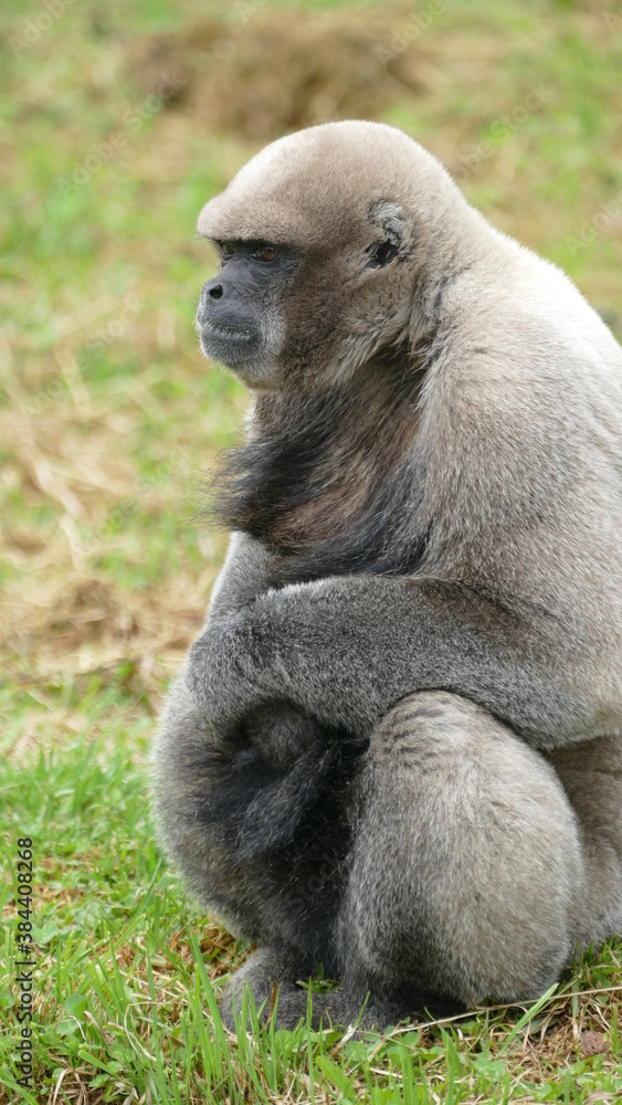 Obraz premium Brauner Wollaffe (Lagothrix lagotricha), Ecuador