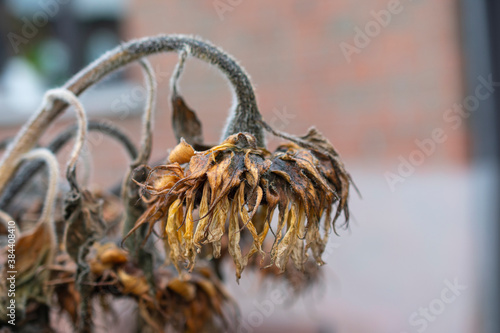 Bild auf Leinwand Close up of a withered sunflower with a bokeh background
