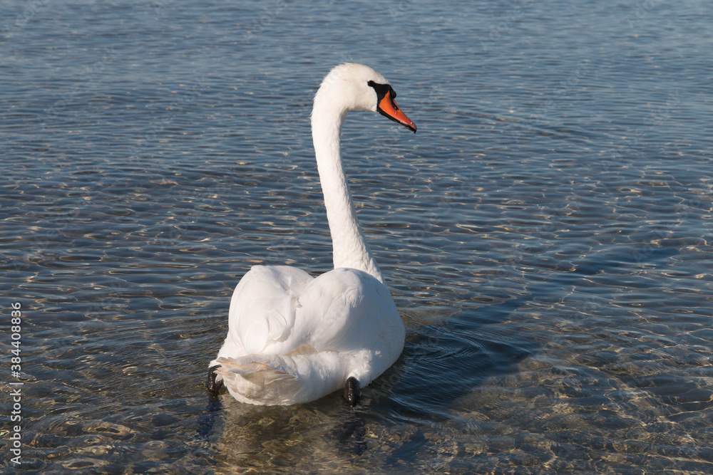 Naklejka premium white swan on the lake