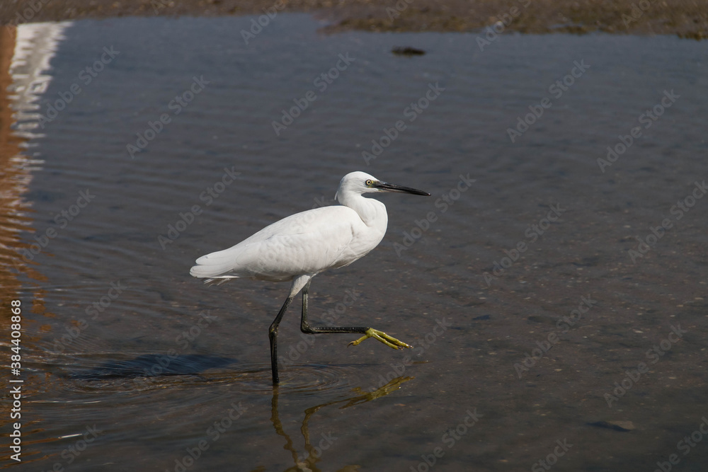 
little egret walks in shallow water