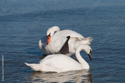 
two swans swim in blue water