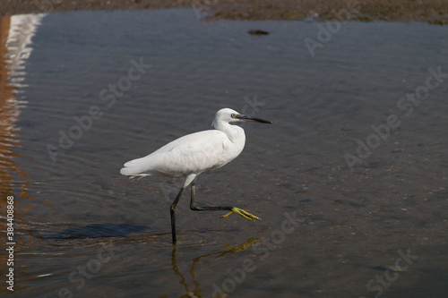  little egret walks in shallow water