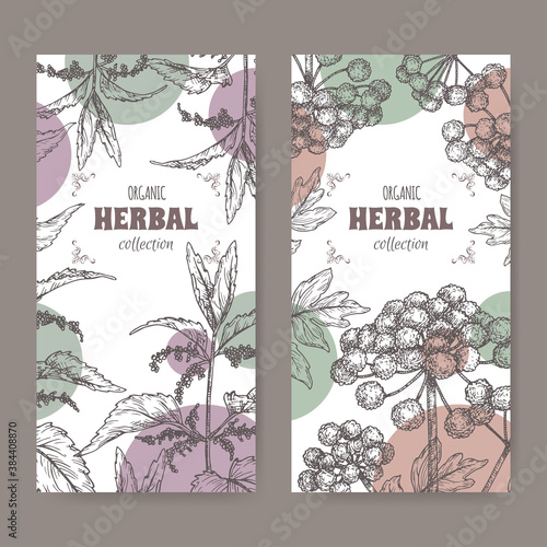 Two labels with Urtica dioica aka common nettle and Angelica archangelica aka garden angelica sketch.
