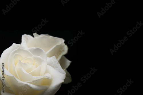 Fototapeta Naklejka Na Ścianę i Meble -  white roses on a black background
