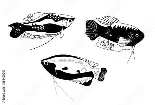 Honey, spotted and moon gourami in engraving style.Trichogaster labyrinth fish from South Asia . Aquarium inhabitant, underwater world.Vector trendy ink print for fabric,pet shop flyer.Black and white photo