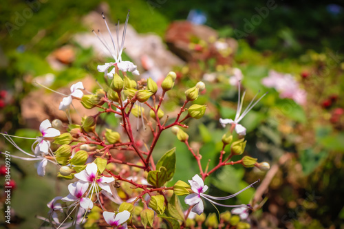 nature, floral, white, flower, pink, botanical, green, garden, branch, blossom, decoration, pattern, bouquet, beauty, leaves, colorful, petal, blooming, 