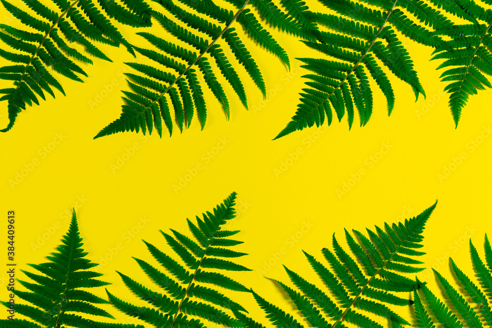 Naklejka premium fern leaves on yellow background. Wallpaper of botanical themes.