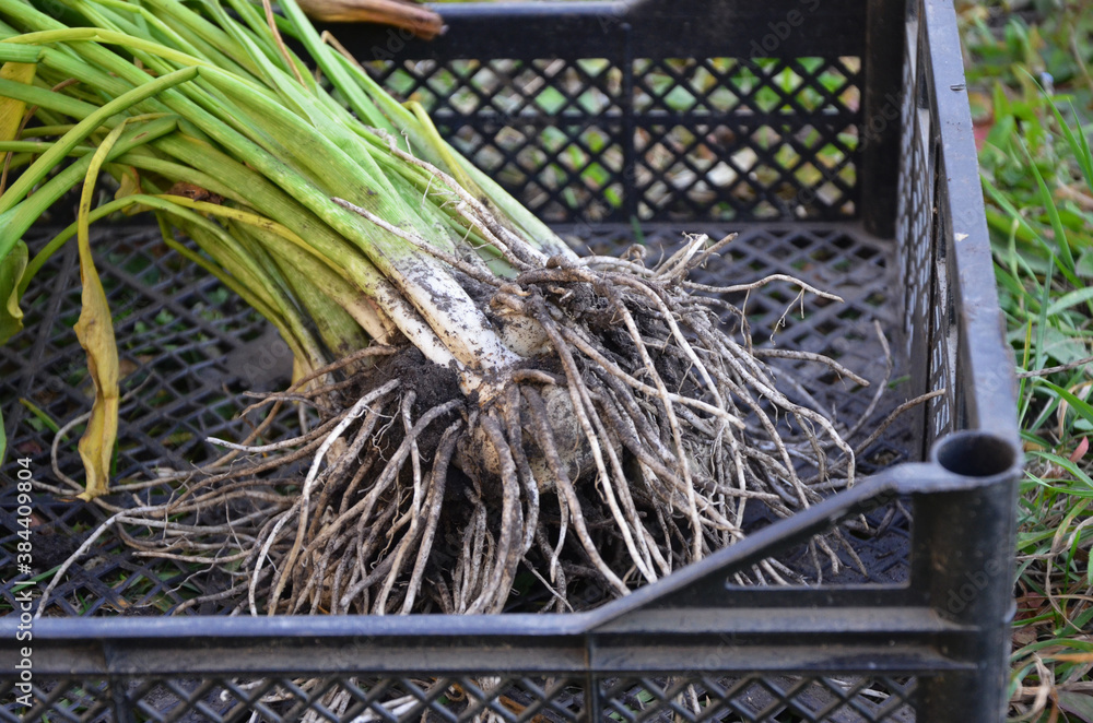 The tubers of the Calla lilies. Roots of bulbous plants. Work in the