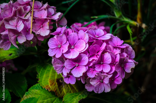 Purple Flowering Hydrangea