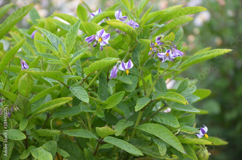 Pepino, nightshade, melon pear, sweet cucumber. Pepino flowers are blue and white. Macro photo of plants in the garden. Seasonal flowering of vegetables in the fruiting season. Warm sunny day.