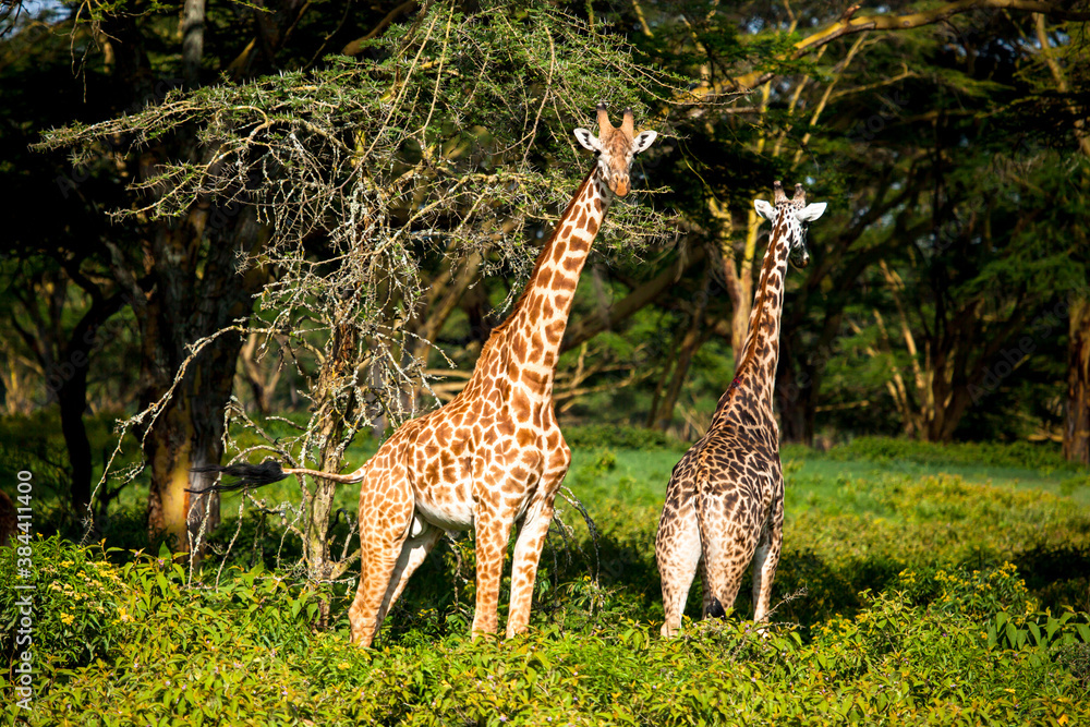 Giraffe spotted in the safari at Masai mara, Kenya Giraffe spotted in the safari at Masai mara, Kenya