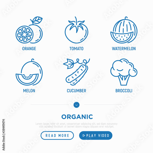Fruits, vegetables thin line icons set: orange, tomato, watermelon, melon, cucumber, broccoli. Vector illustration.