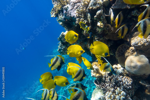 Large school of Butterflyfish (Chaetodon) in the coral reef, Red Sea, Egypt. Different types of bright yellow striped tropical fish in the ocean, clear blue turquoise water, sun rays. Underwater photo