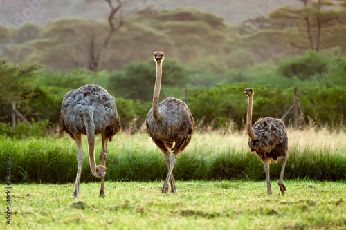 Two ostrich with a baby spotted at Kenya in morning golden light