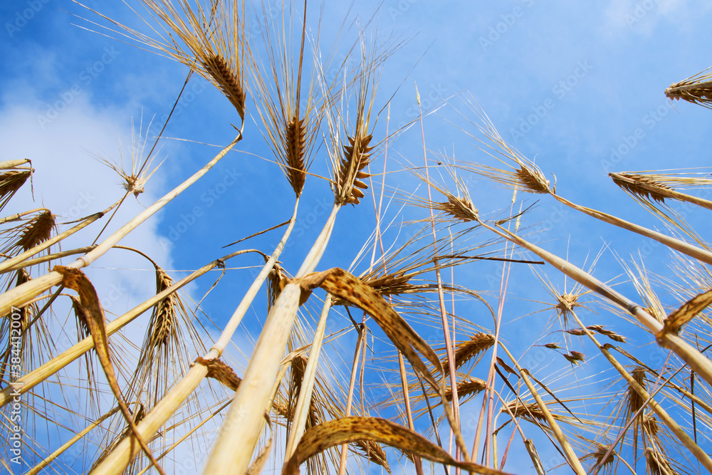 ear of wheat on blue sky ear of wheat on blue sky