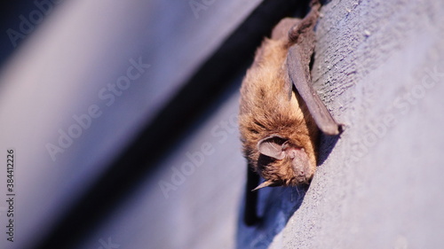 British bat hanging in the garden