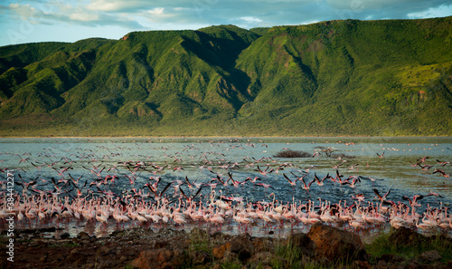 Flamingos at a Bagoria lake at Kenya. photo