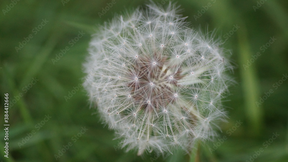 Dandelion in the British garden in the summer Dandelion in the British garden in the summer