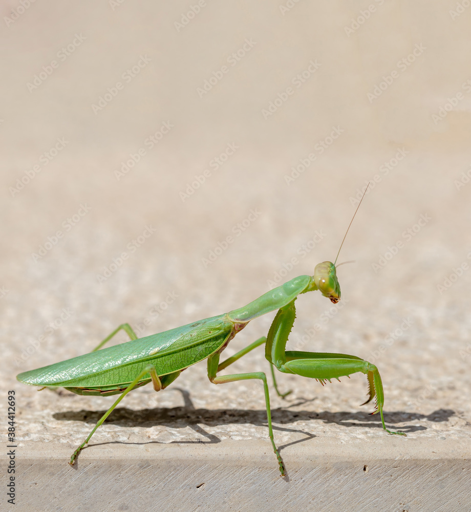 Green mantid, mantidae on beige color wall background. Green mantid, mantidae on beige color wall background.