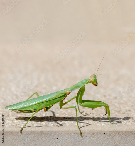 Green mantid, mantidae on beige color wall background.