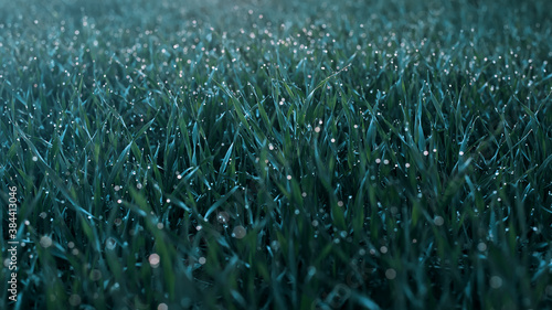 Texture of frozen green grass with frost and dew drops.