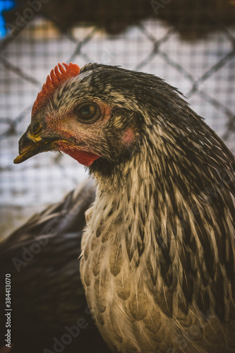 Gallinas ecológicas