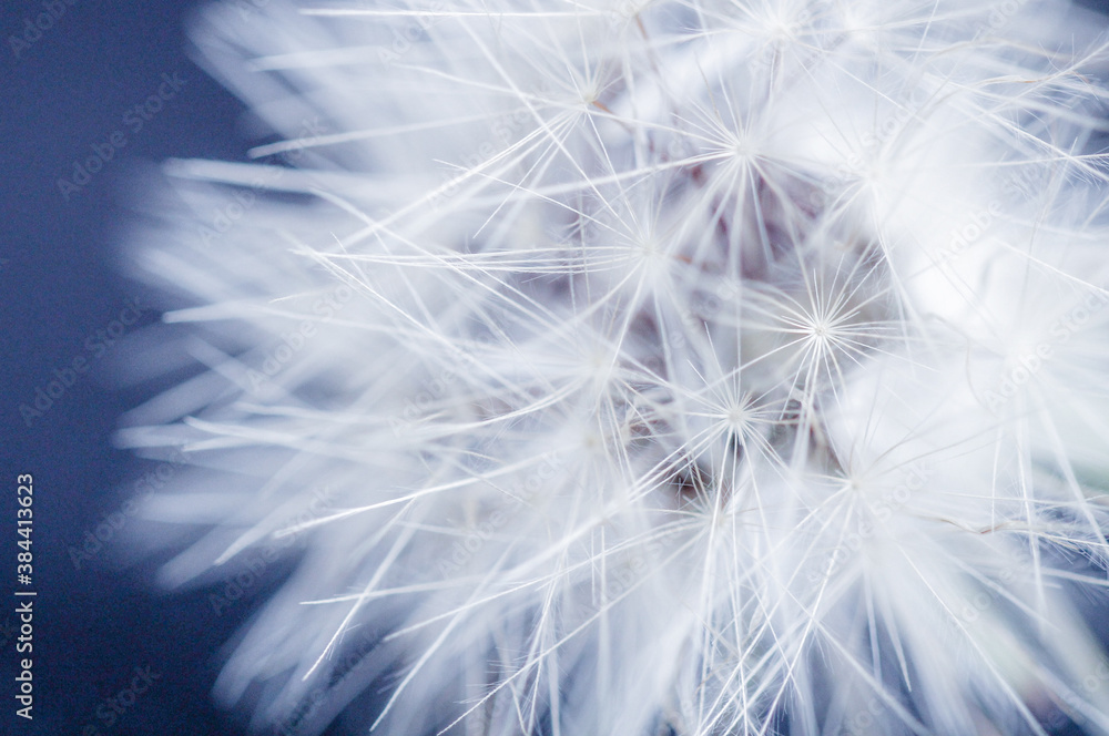 Naklejka premium dandelion