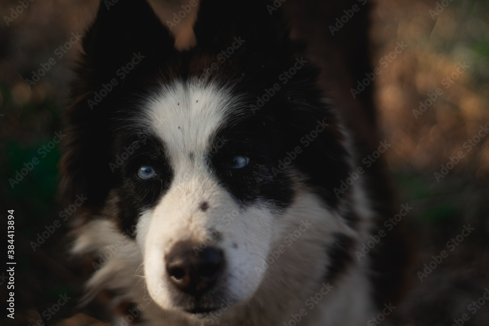 Husky Dog with blue eyes Husky Dog with blue eyes