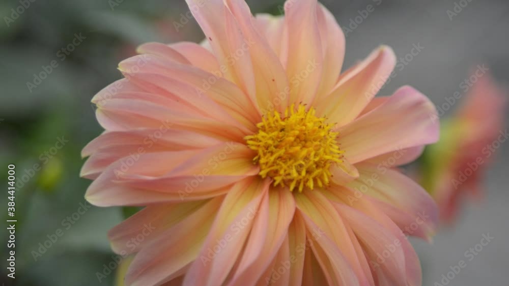 close up of pink dahlia flower close up of pink dahlia flower