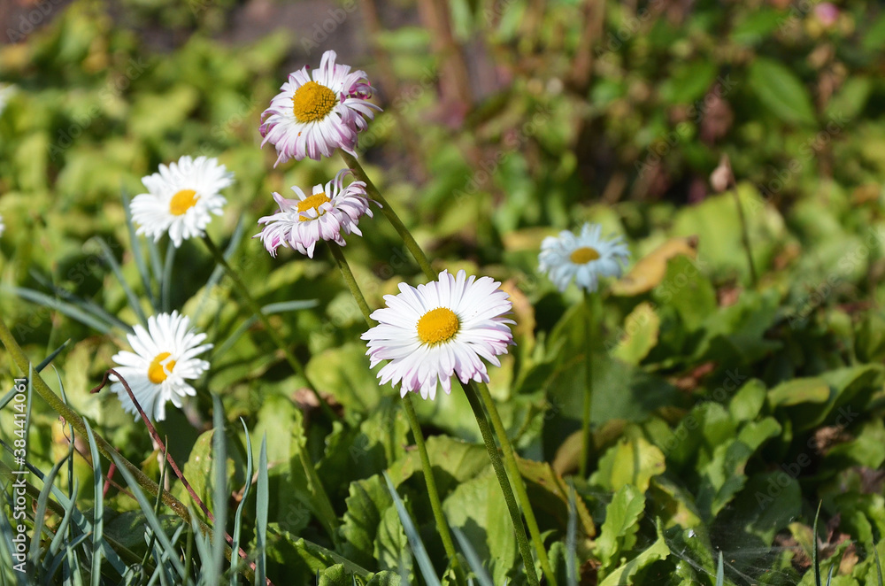 Daisies in the grass. The sun is shining brightly. Summer. Forest. Daisies in the grass. The sun is shining brightly. Summer. Forest.