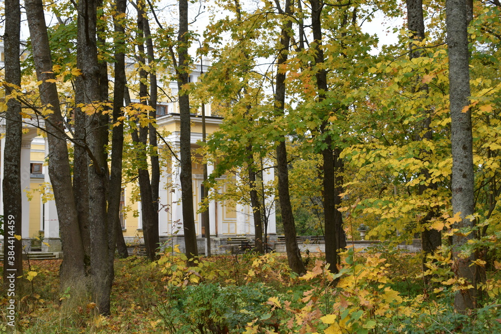 Fototapeta premium autumn in the park