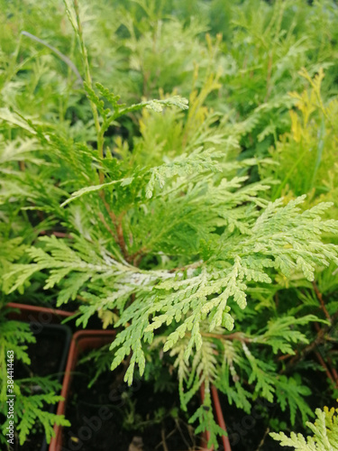 Leaves and branches of bright yellow thuja in pots. Nice green background. Macro photo. Vertical photo. Garden coniferous plants. Christmas tree and juniper.