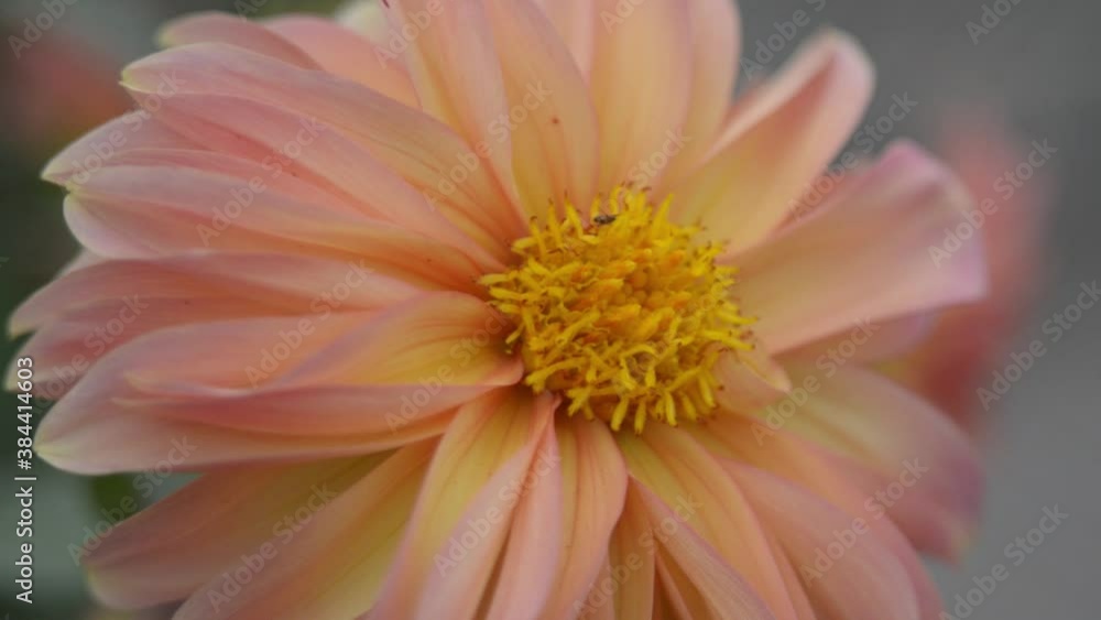 close up of pink dahlia flower close up of pink dahlia flower