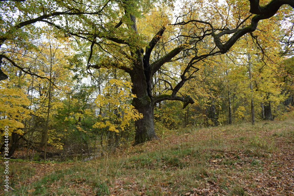 Fototapeta premium autumn in the park
