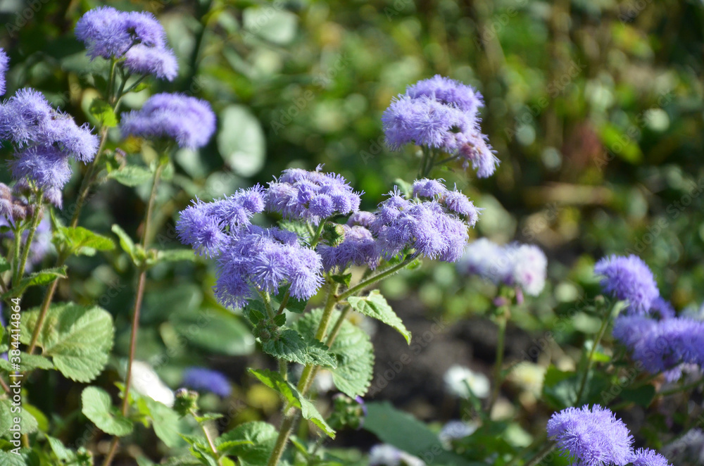 Bright blue ageratum flower. Macrophotography of flowers in summer. Beautiful blurry background. Sunny laziness. Many flowering Terry plants. Unusual flowers.