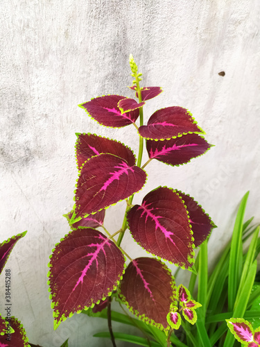 Beautiful Coleus plant in white background photo