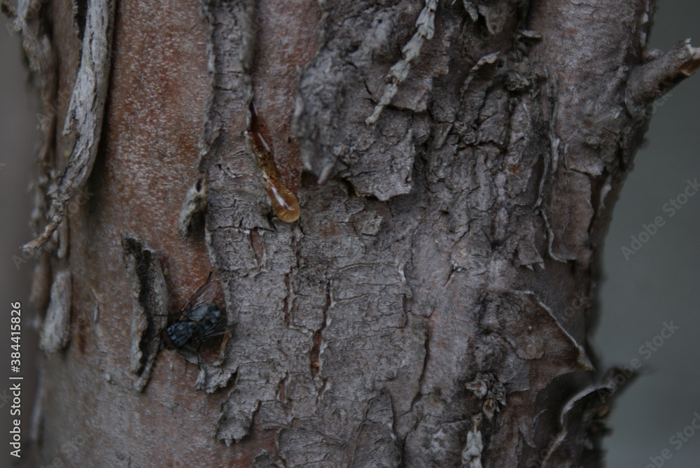 Fototapeta premium bark of a tree